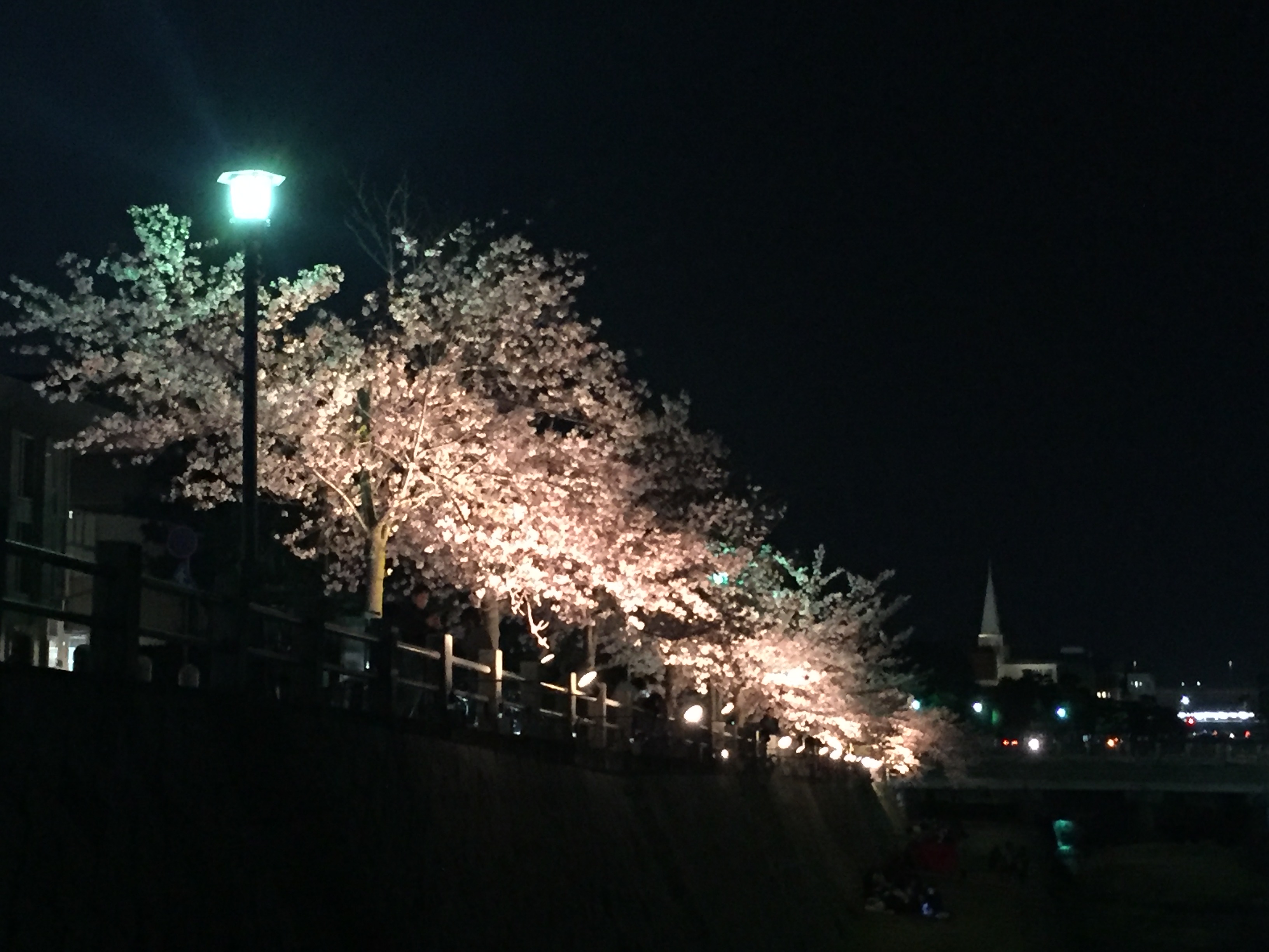 芦屋川 夜桜 芦屋市の桜名所 花見 エースホームブログ